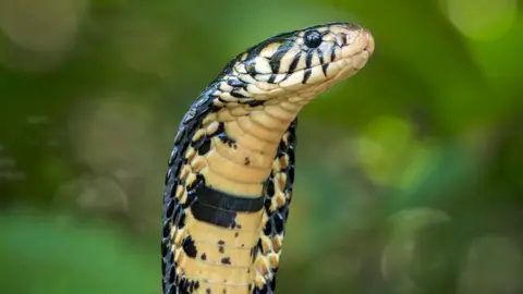 Getty Images A standing forest cobra with its hood up