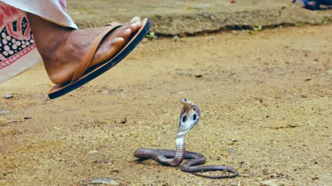 Getty Images A close up of a foot in a sandal about to step on a cobra which has its hood up in a pose about to strike.