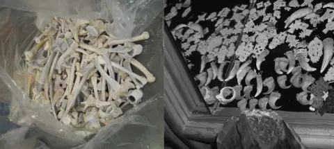 TRAFFIC, Viv Williams On the left hand side of the image is a clear plastic bag which is full of lion bones and bone fragments. On the right a display case contains lion teeth and claws with silver fittings for use as jewellery.