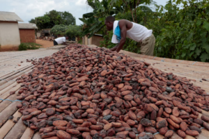Ivory Coast reassures farmers over purchase of excess cocoa stock amid strike threats