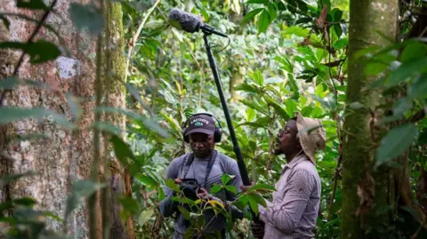 Junior Amboko Two researchers, one holding a microphone on a long pole, and one carrying a recording device, work in the dense rainforest to capture the call of the Colobus congoensis monkey.