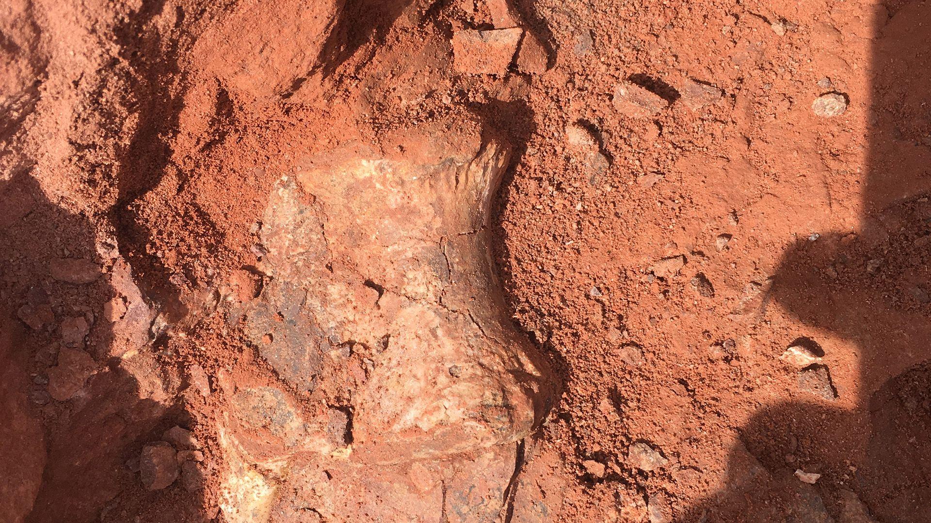 A fossil embedded in reddish-brown ground