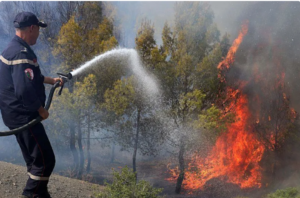 At least 12 dead, 54 injured as wildfires sweep through northern Algeria 